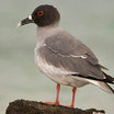 Swallow-tailed Gull